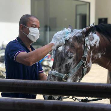 สัตวแพทย์และสัตวบาล