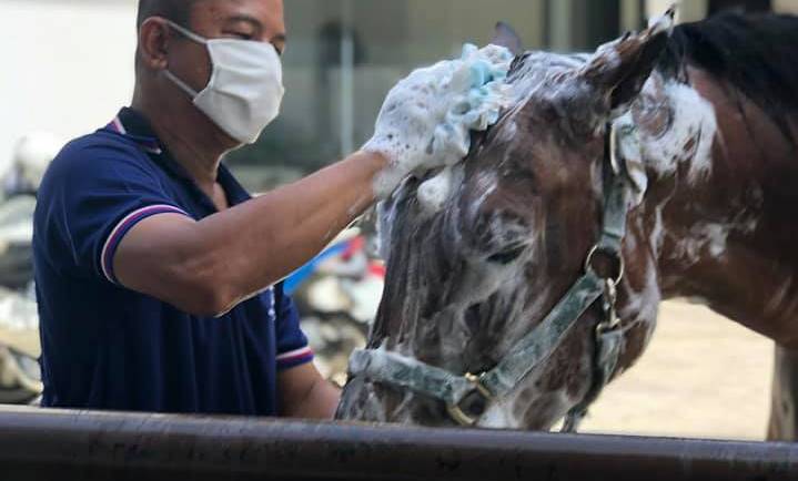 สัตวแพทย์และสัตวบาล