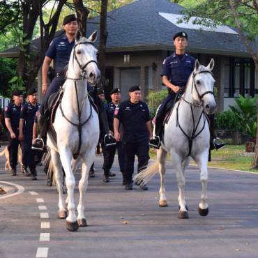 ม้าตำรวจ